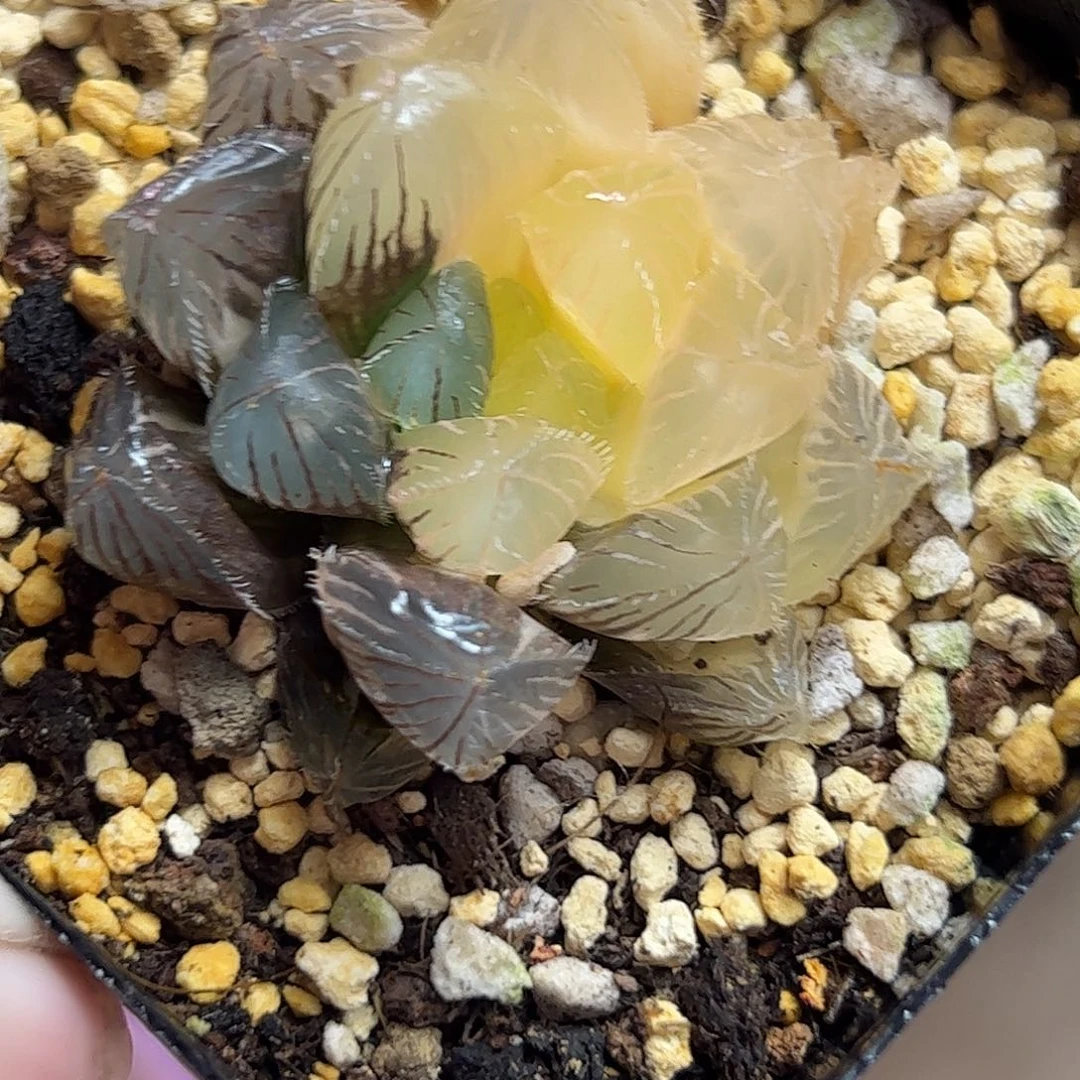 蓝镜锦十二卷多肉植物满