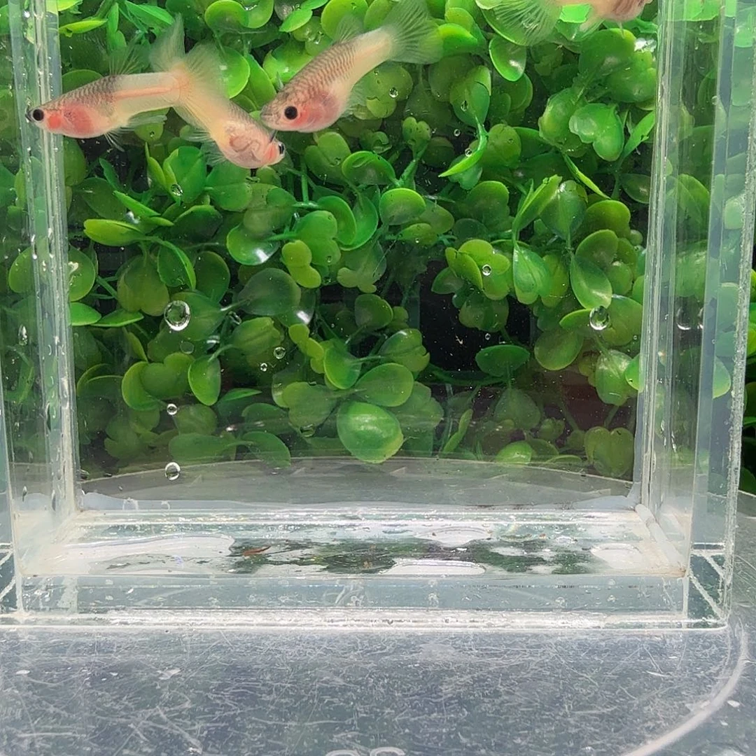 海水鱼粉猫普通体小亚成2对