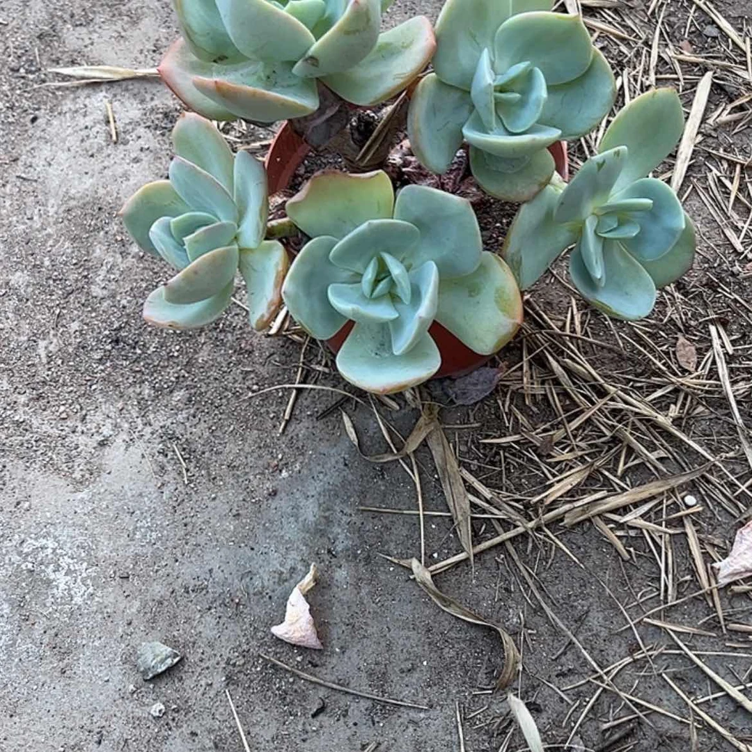 【闪购商品】无花朵兜**钱