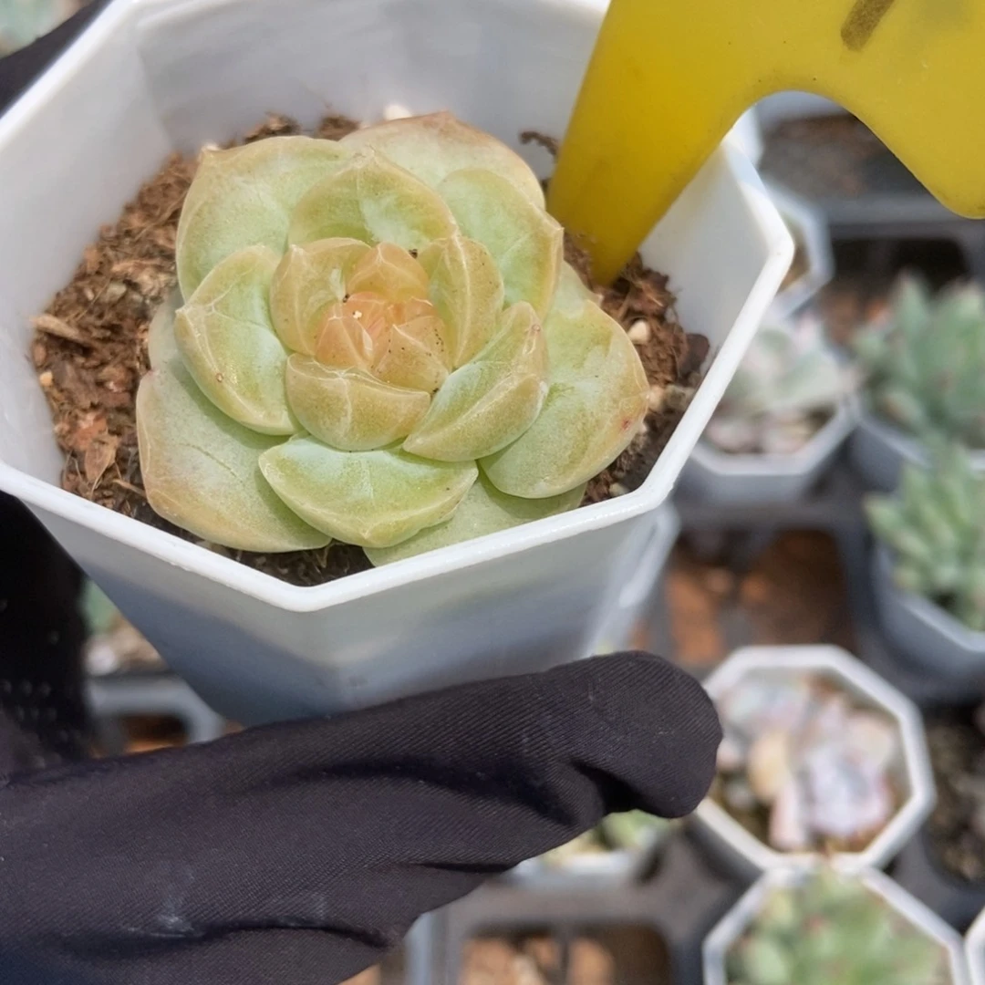 1101泡影多肉植物保护