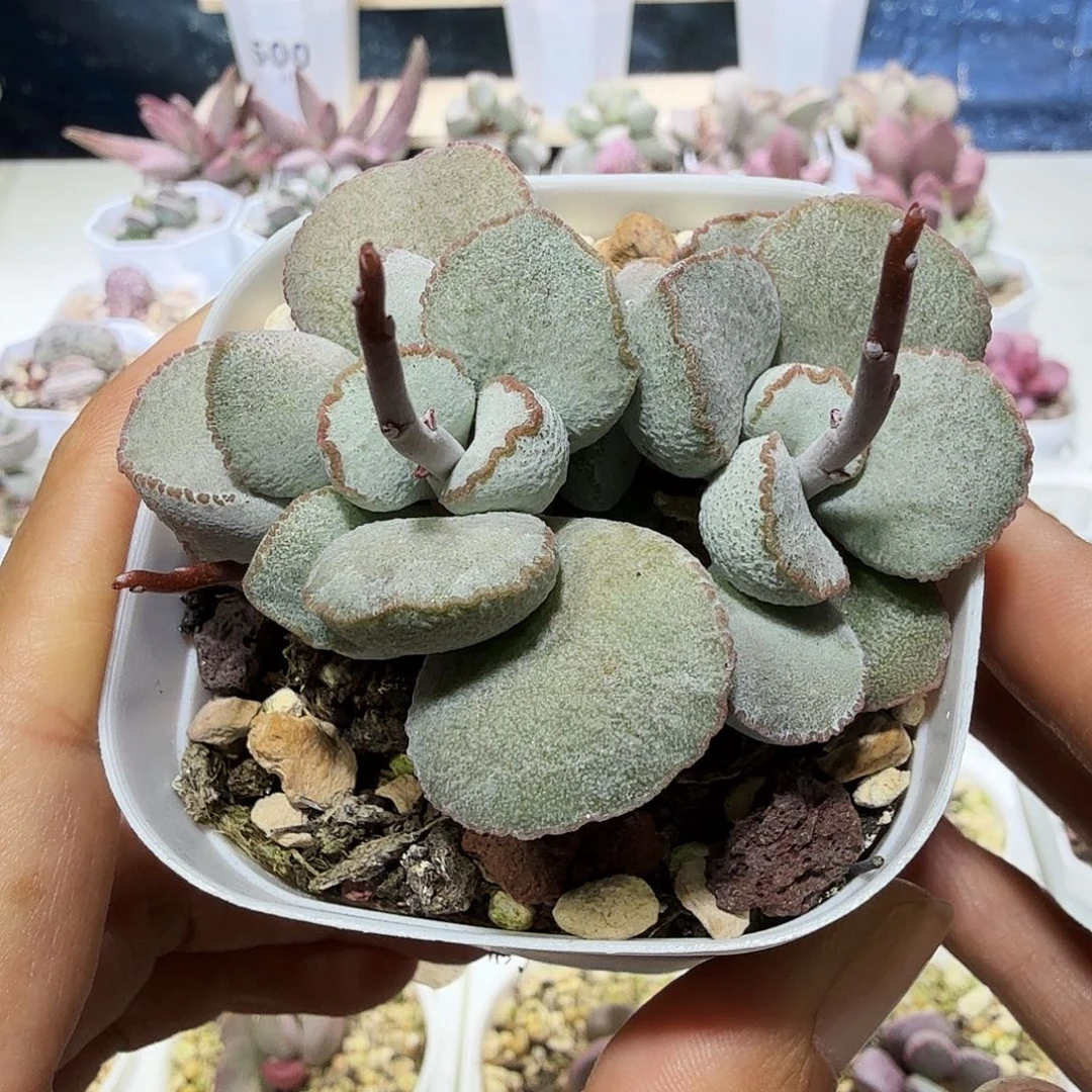 硬叶白蛋水泡多肉植物