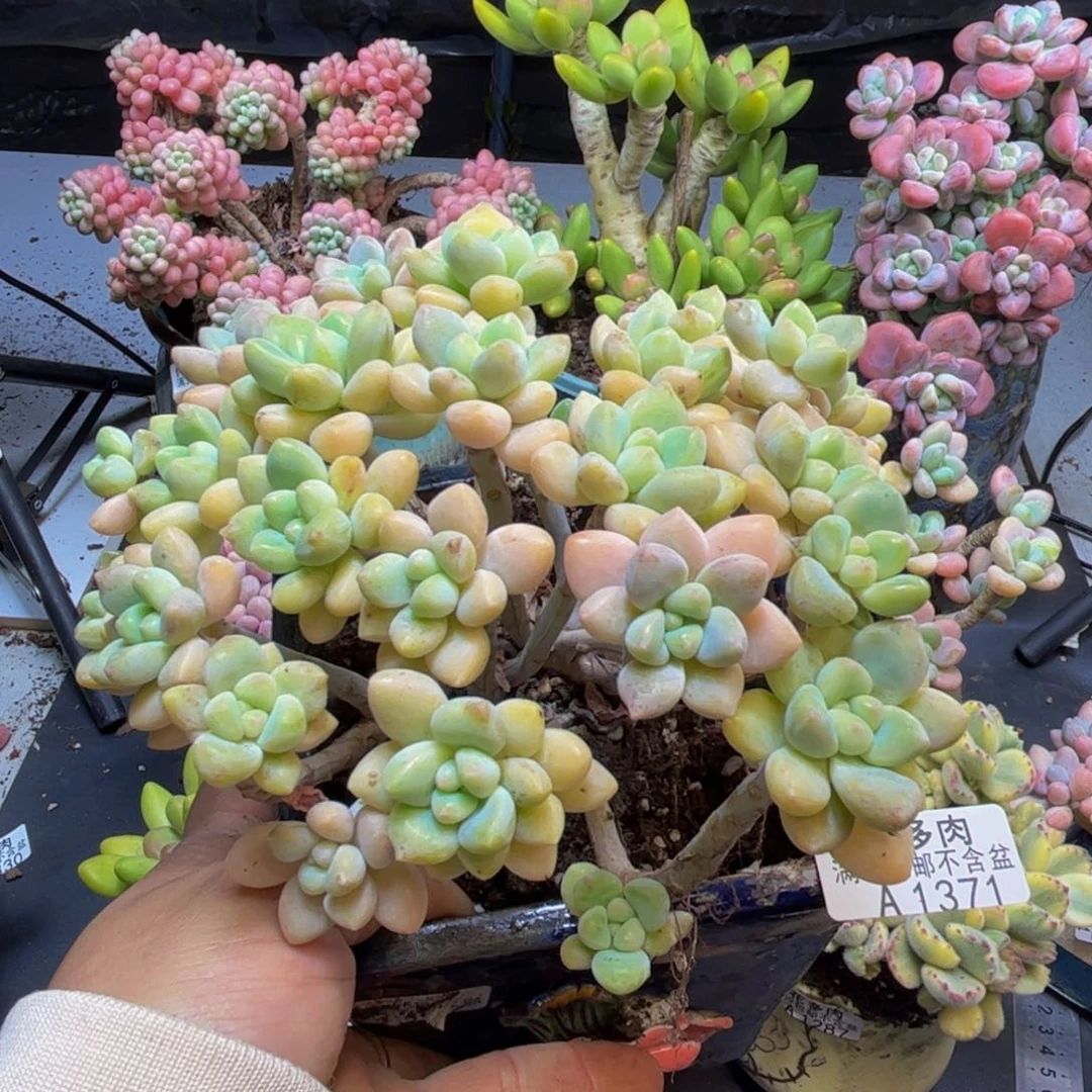 奶糕1371/14cm有砍多肉