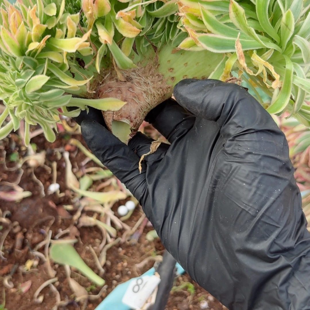 嗯8909 号多肉法师特价没有根