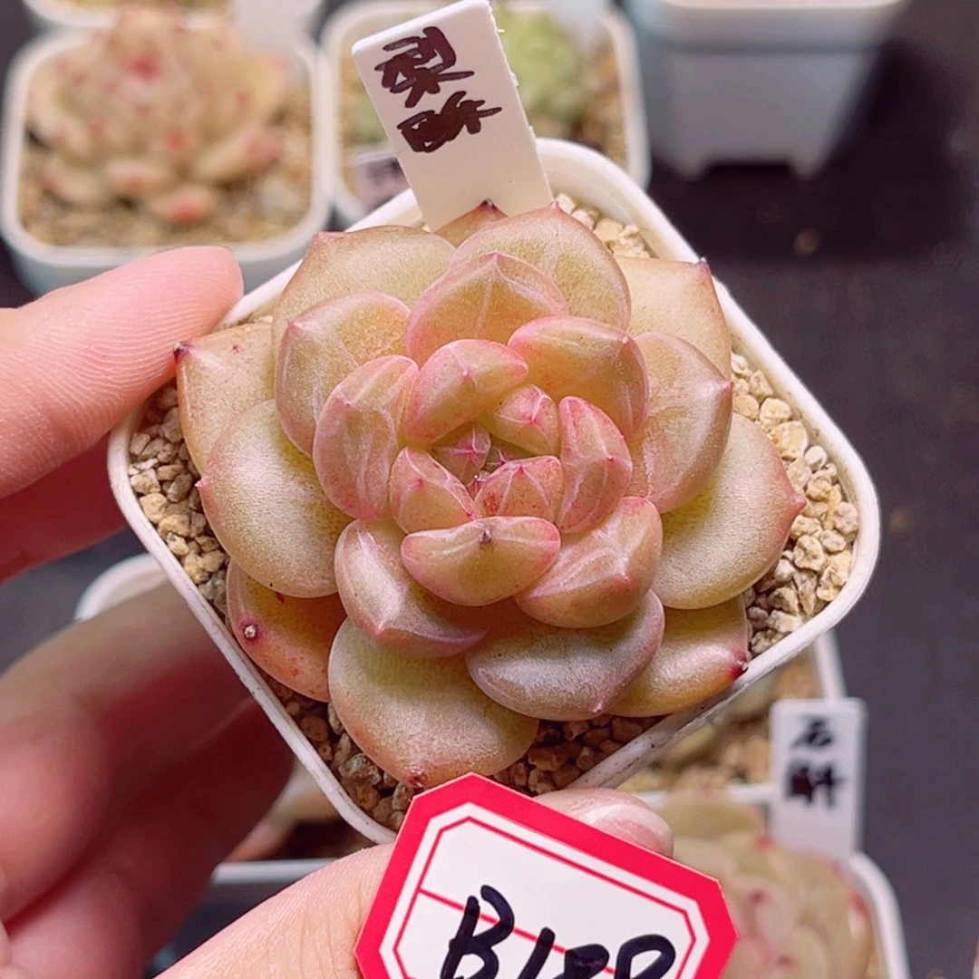 B189一物一拍 梨酥