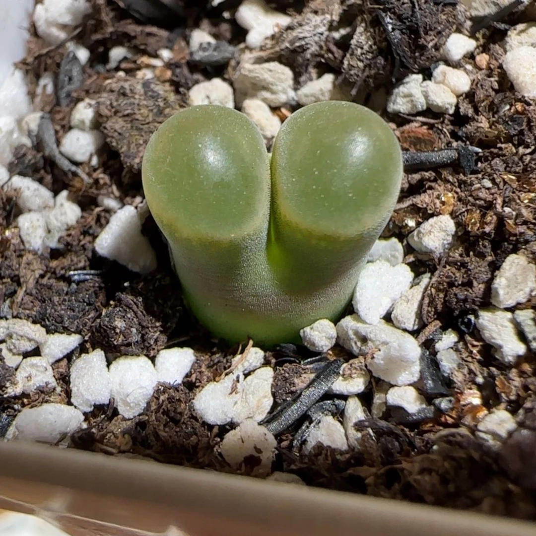 肉锥多肉植物组合-磁铁793