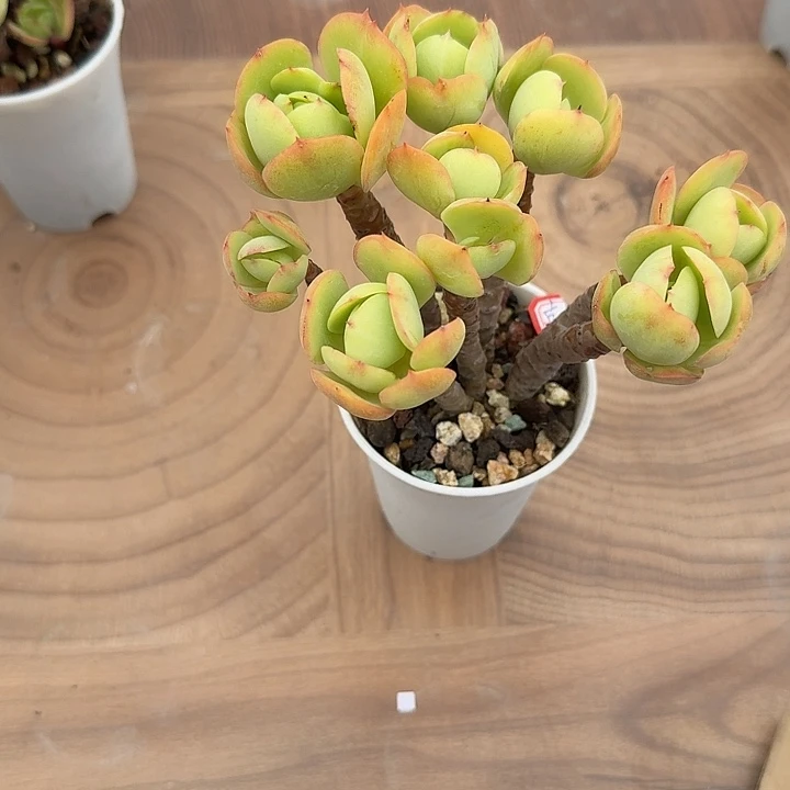 古***曰鸡蛋碧桃多肉植物