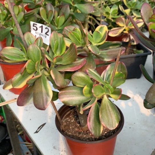 512老花脱土发货