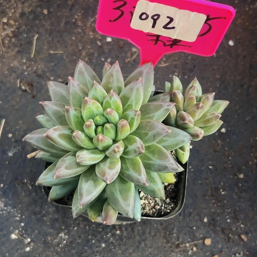 桔云多肉美人精品系列