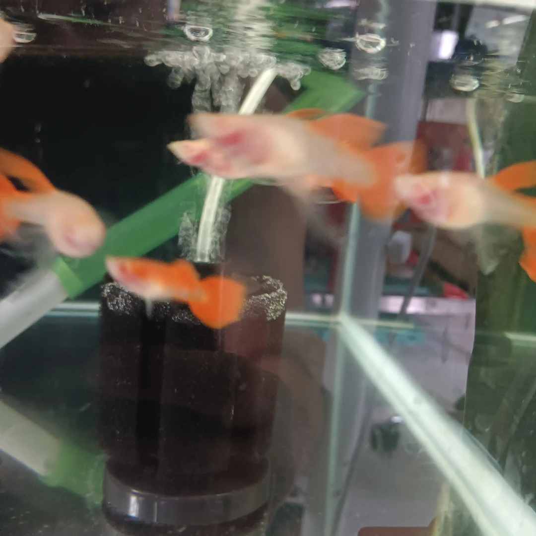 热带淡水孔雀鱼,观赏鱼血红玻璃体大C,大粗挑