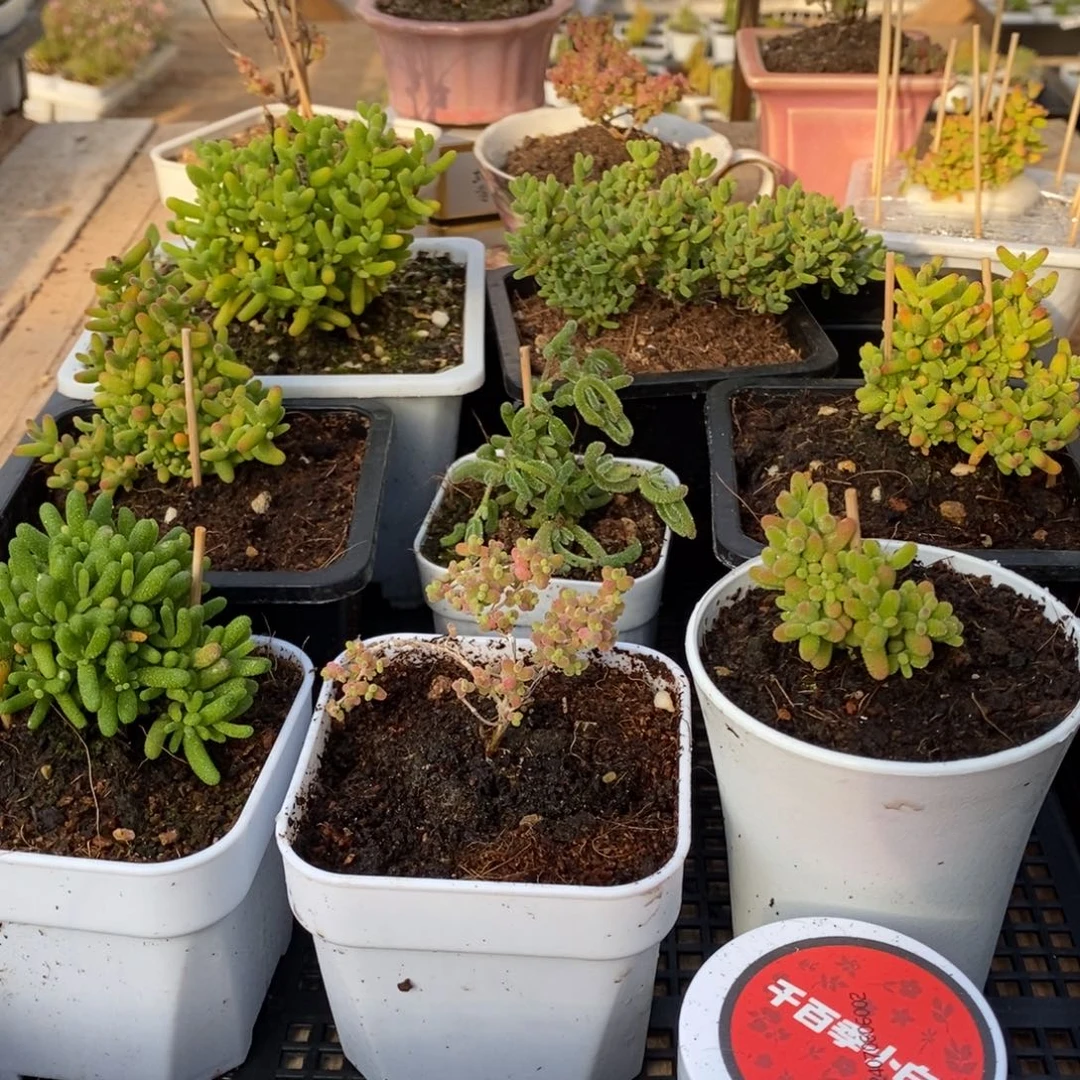 枝干番杏多肉植物273