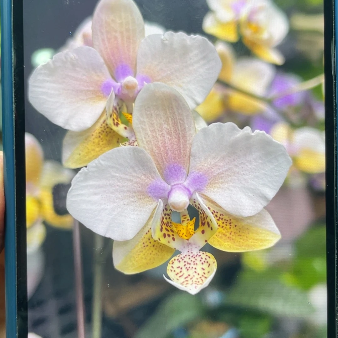 完全开放23PU，M405西交香妃史，3.5杯抽梗苗