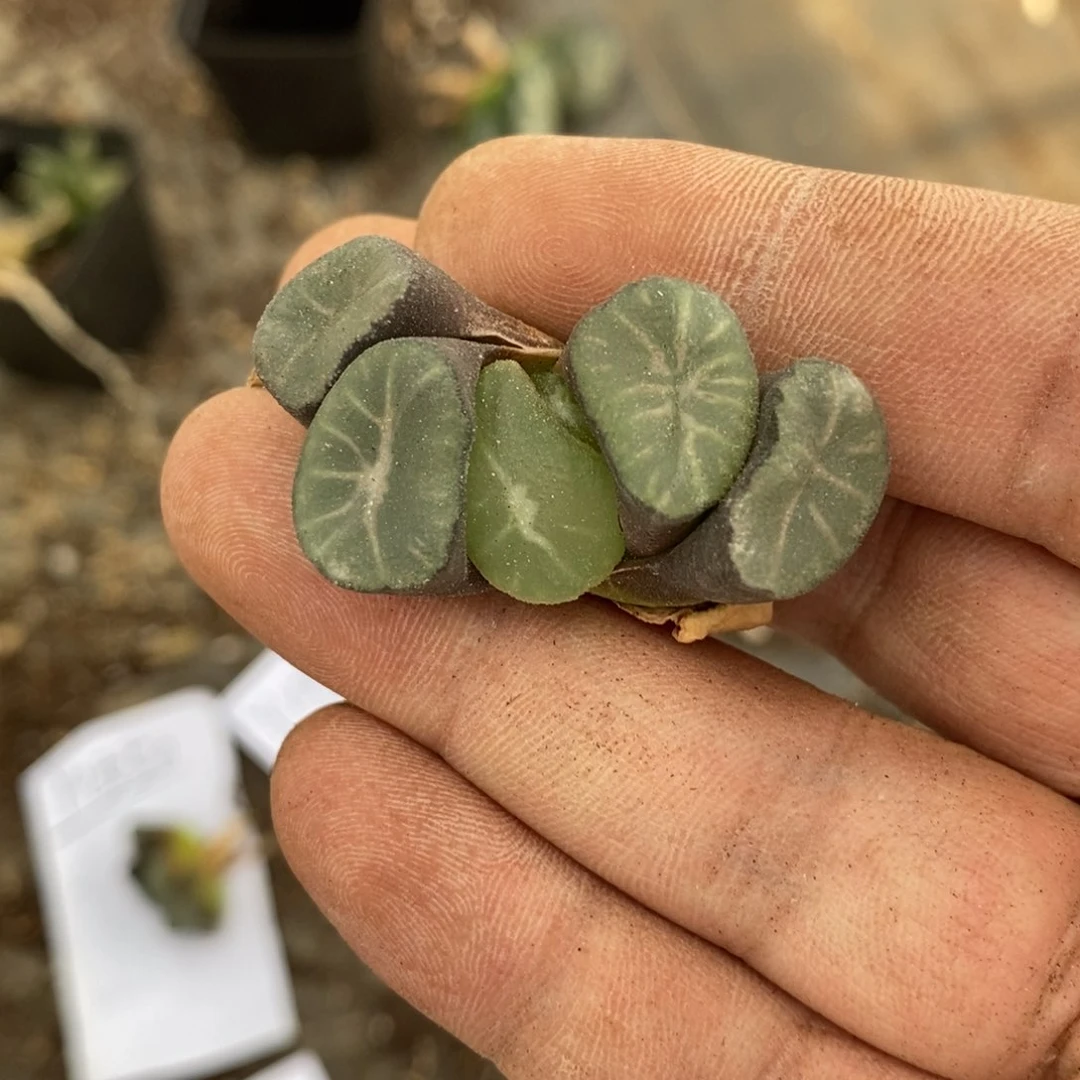 1553 一颗短腿万象 超级618福利