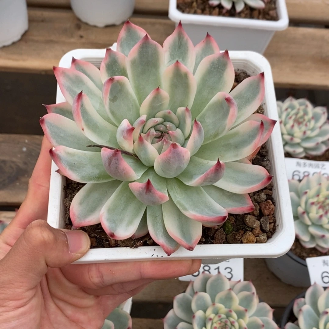 吉娃娃锦多肉植物6815