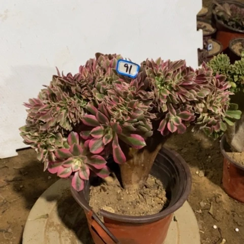 粉女巫缀一物一拍