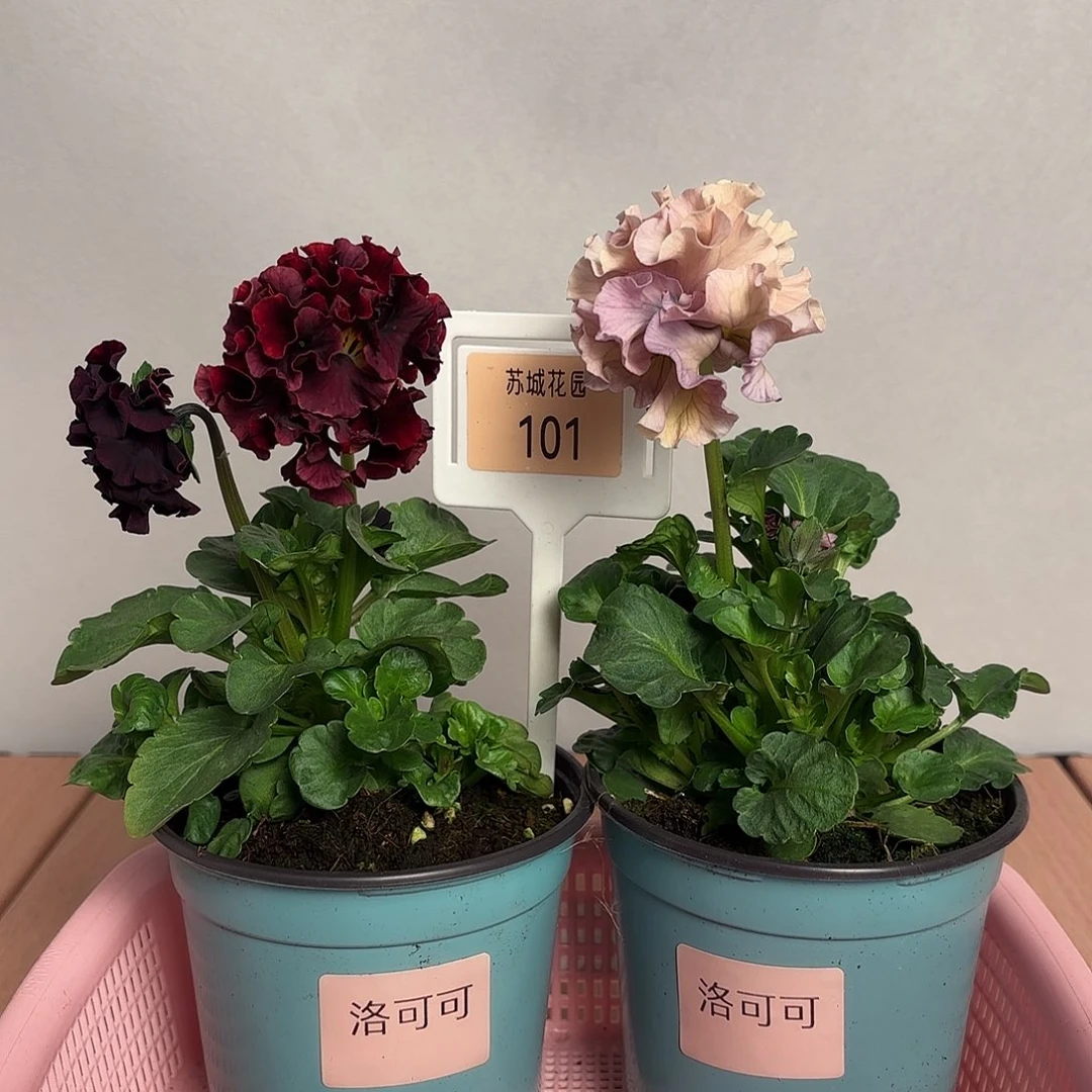 大部分开放少量花苞101