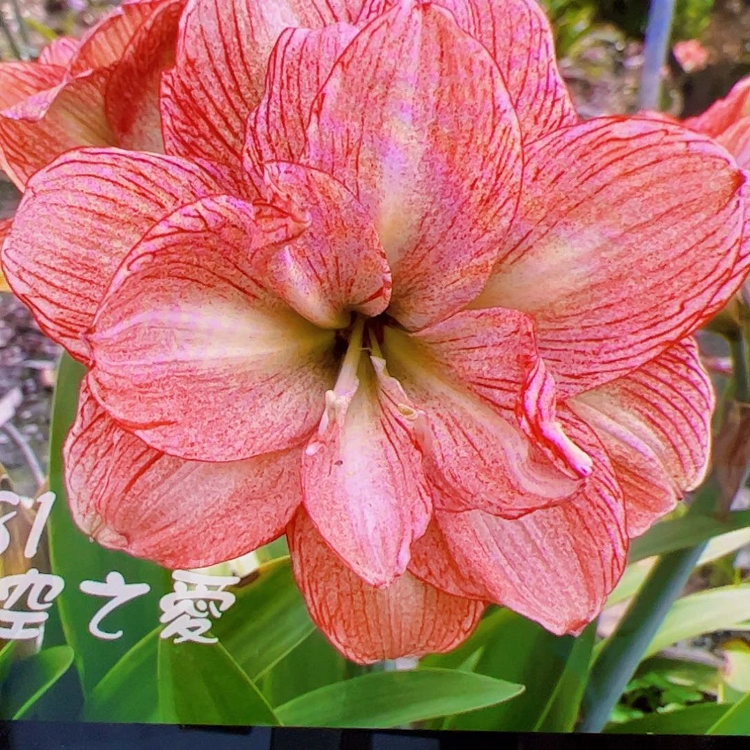 朱顶红新品焦糖拿铁4-5cm