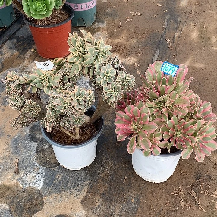 法师2个1079-416号