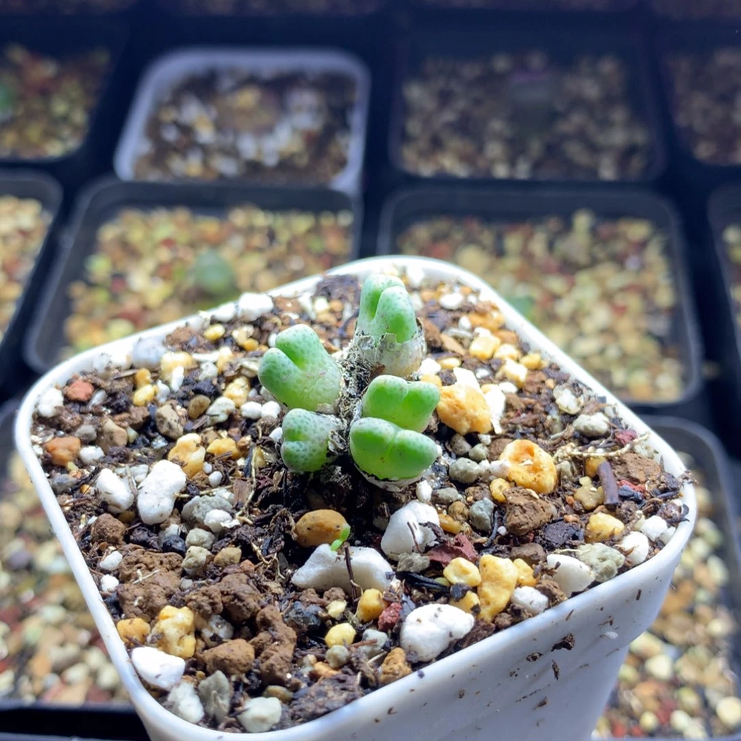 a921鹿角斑马母本