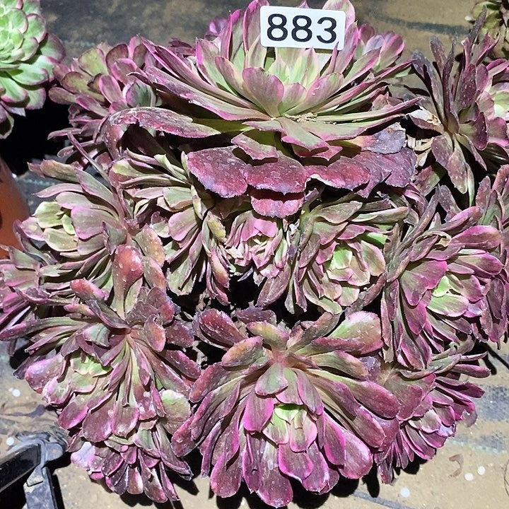 多肉植物法师883紫嫣