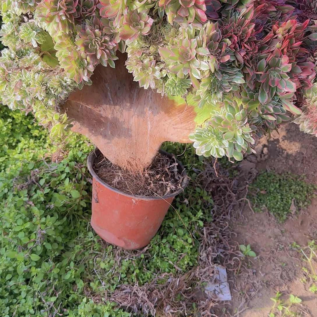 老*童缀话吞吐发货缀话