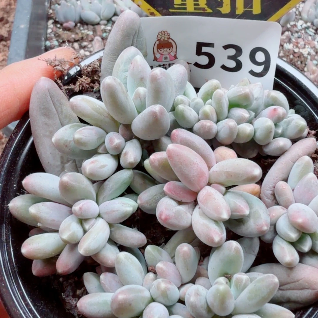 多肉植物多肉植物