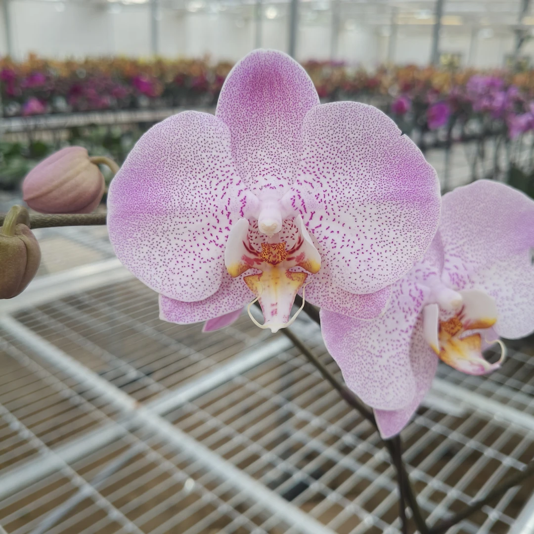 奥尔堡  3.5寸安祖原装硬杯 椰壳养护精品蝴蝶兰