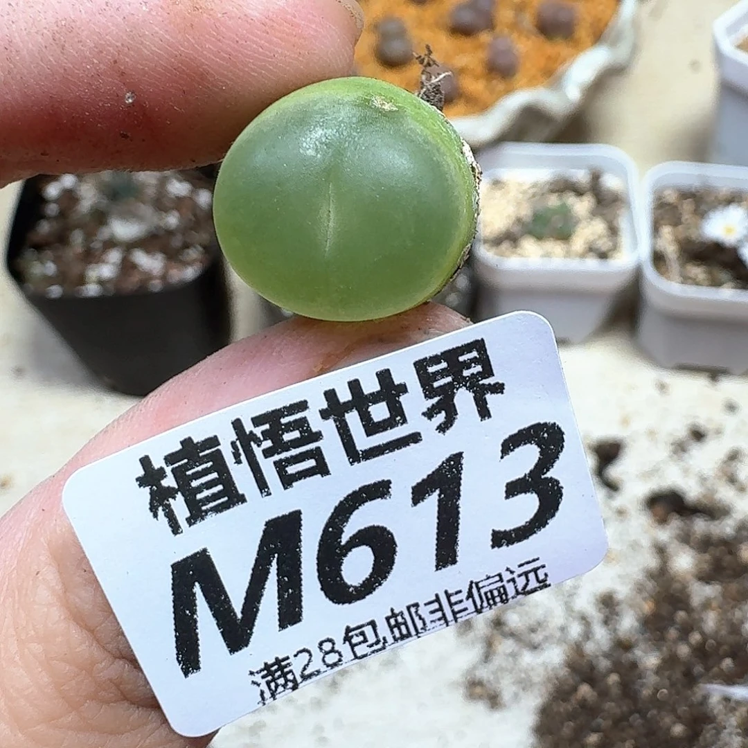 多肉植物的润泽地f