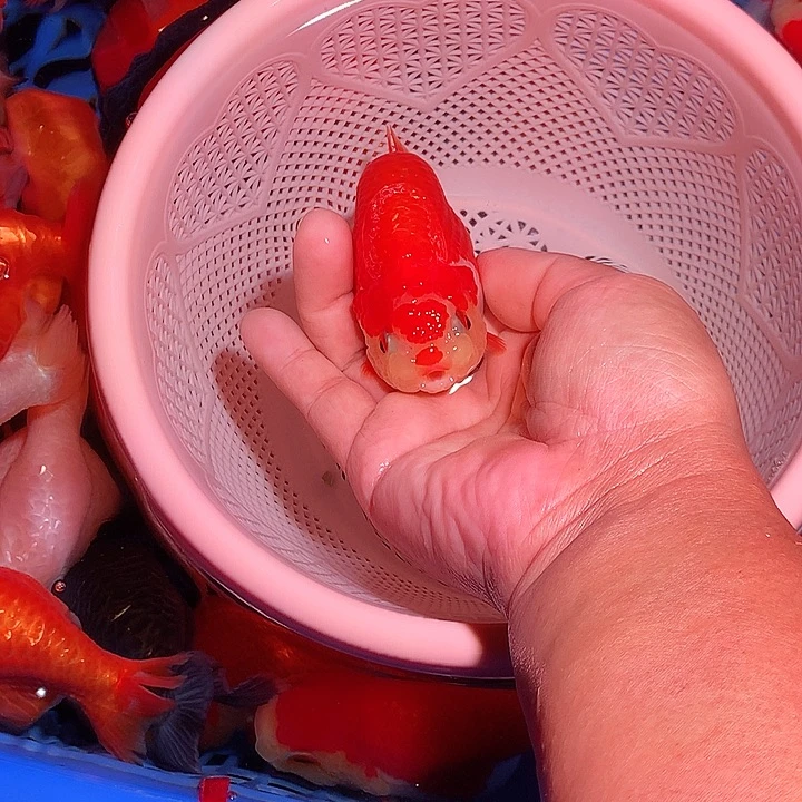 金鱼开箱视频包损