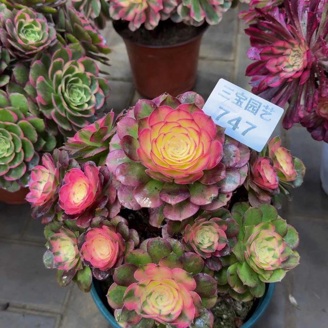 鸿*多肉植物747lizv荔枝