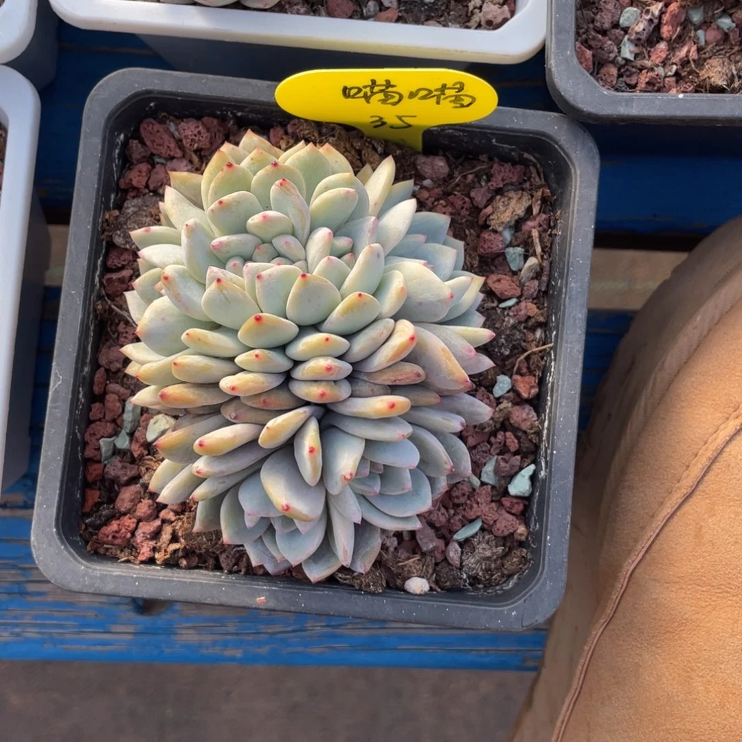 喵****猫小圆脸星影缀化一个35