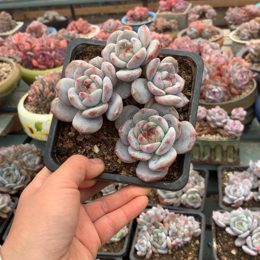 无花朵开播福利哈哈哈哈哈哈