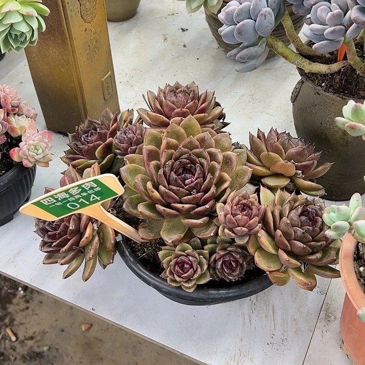 芳***8黑水晶多肉植物和014