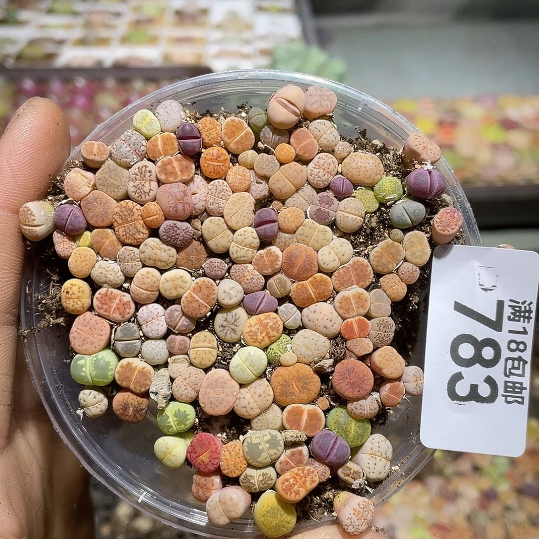 783当天凑满十八元包邮生石花