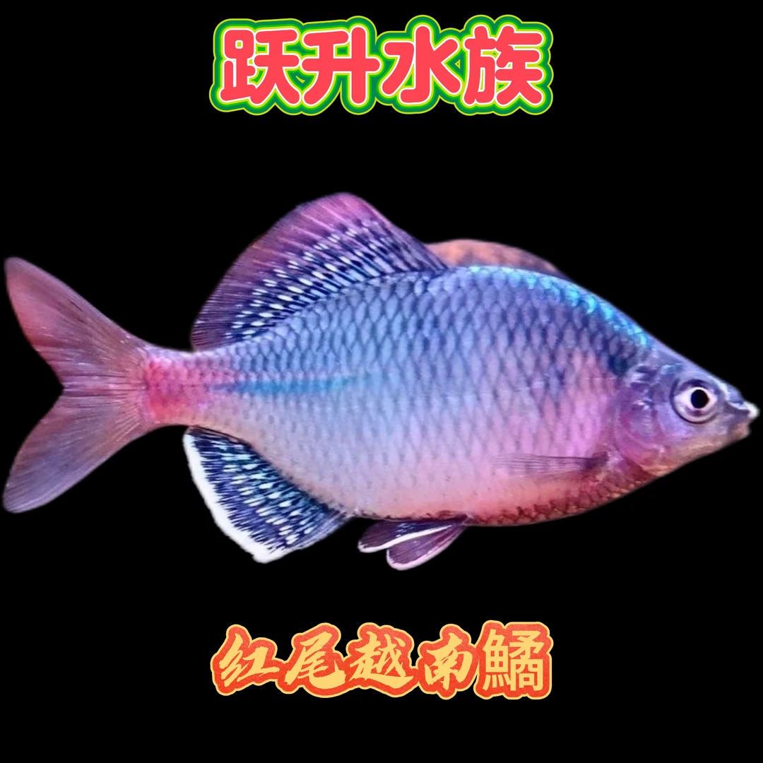 冷水鱼红尾越南鱊原生溪流鳑鲏鱼
