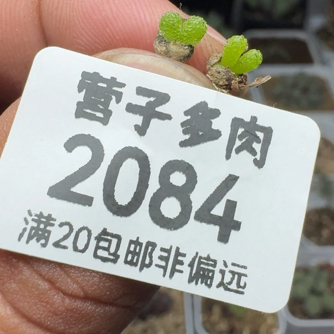 妖奇玉。