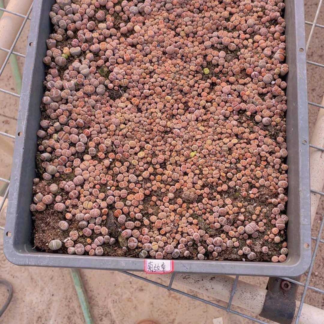 可***x一筐菊文章888808888可乐