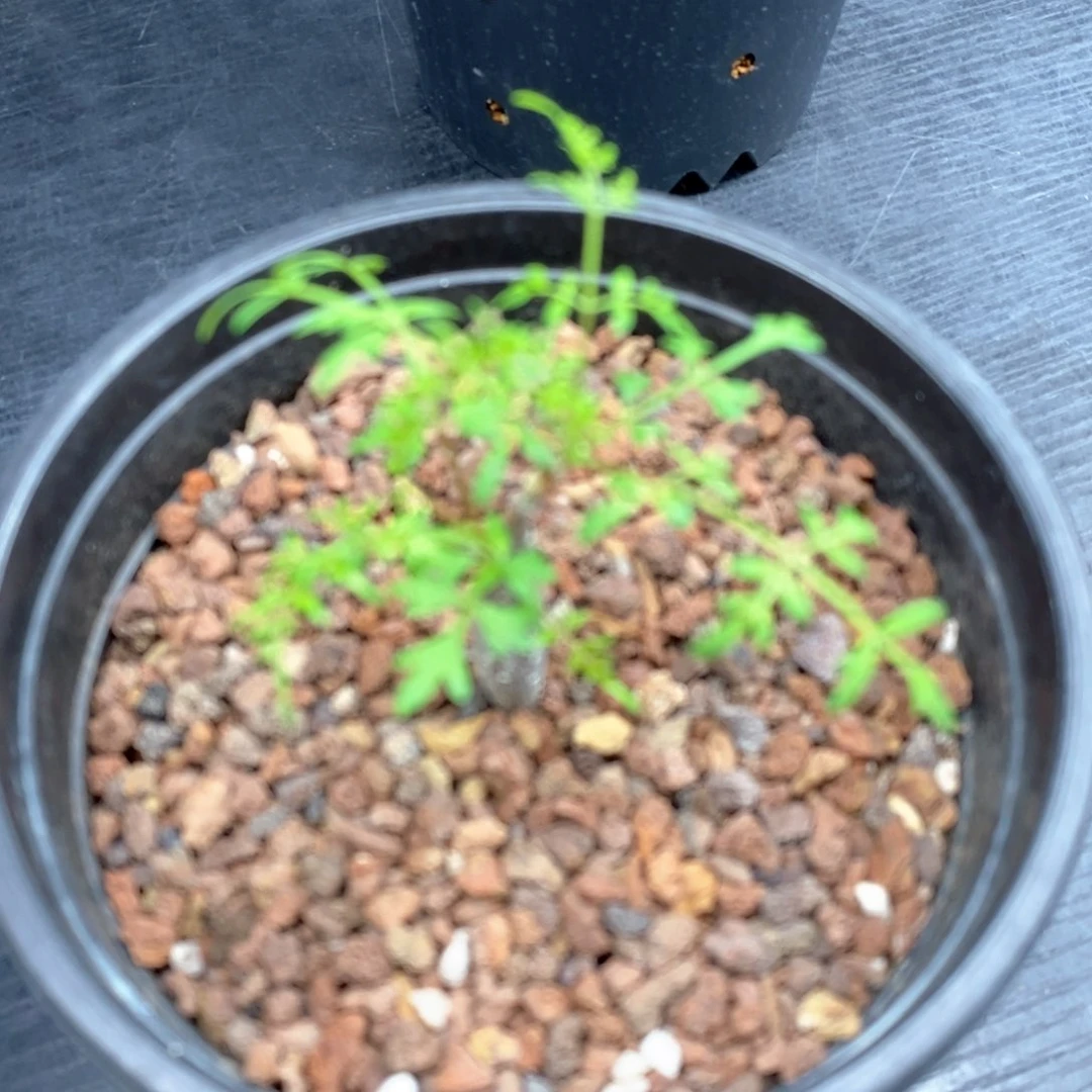 皮皮虾裂榄实生带盆