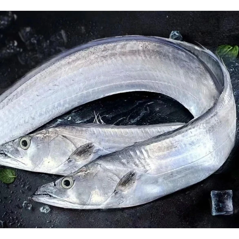 【渤海湾小眼油带】新鲜带鱼渤海湾小眼油带新鲜肉厚 部分有点破肚