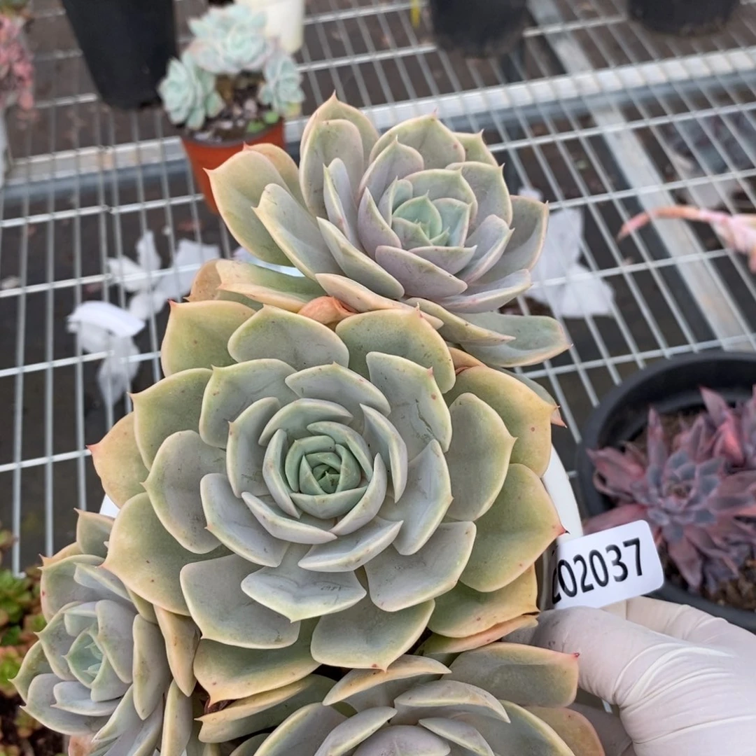 2037蓝色苍鹭一物一拍