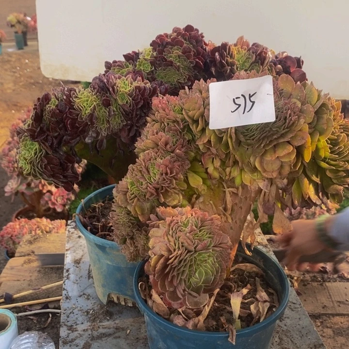 韩***宝不开花植物575号欧紫➕万圣节