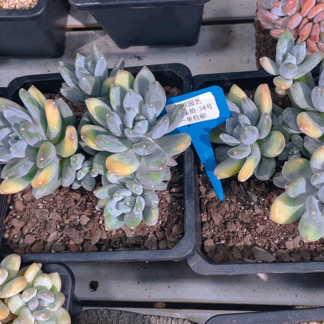 0720-34-三色美人大群生一颗