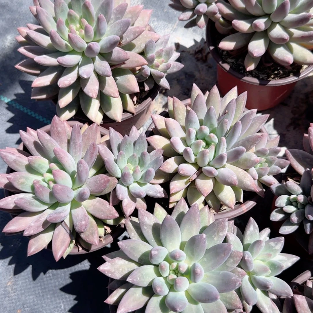 无花朵所罗门双头特价多肉