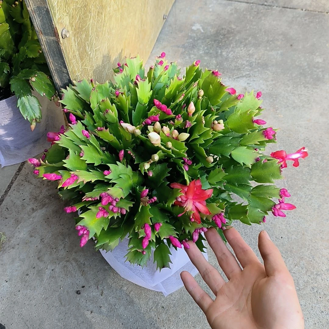 蟹爪兰一物一拍开花植物