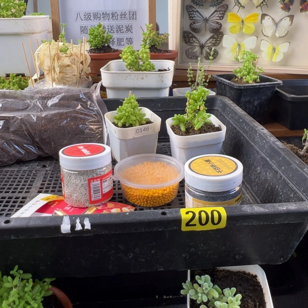 枝干番杏多肉植物200