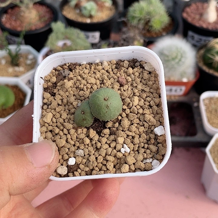 527小雨伞块根植物