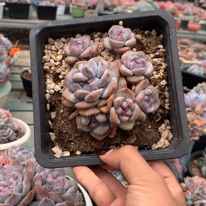 小脸无砍石榴籽突米斯