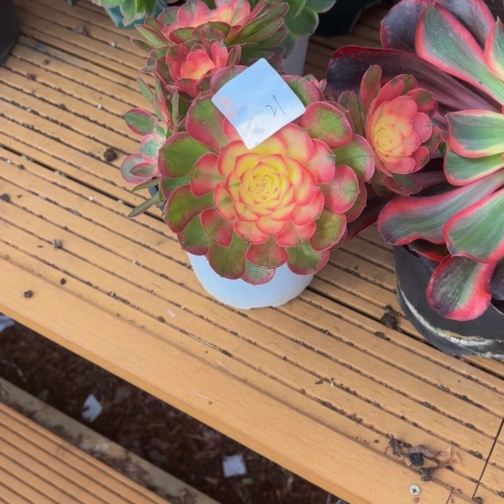 云南海王好看21号