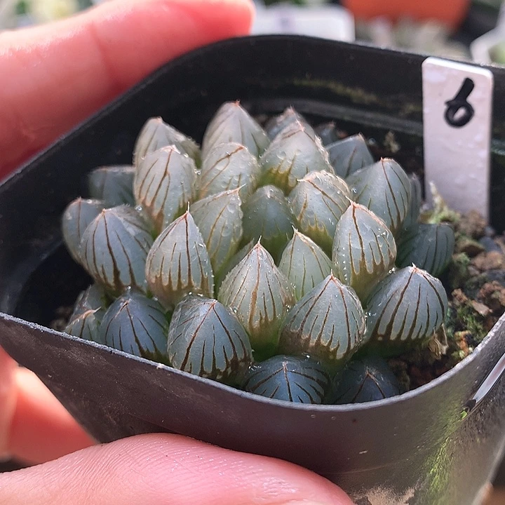 6号黑肌玉露一物一拍