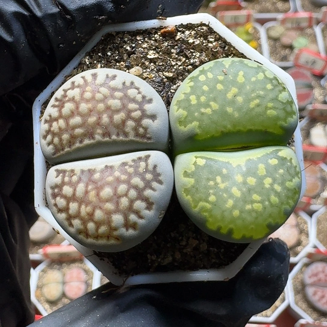 生石花2:：：。  27号