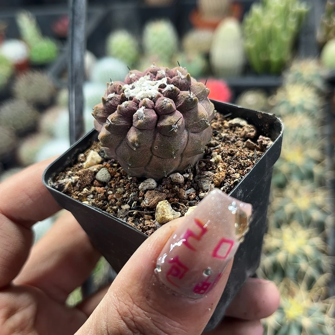 蜥蜴皮单头发货单头发